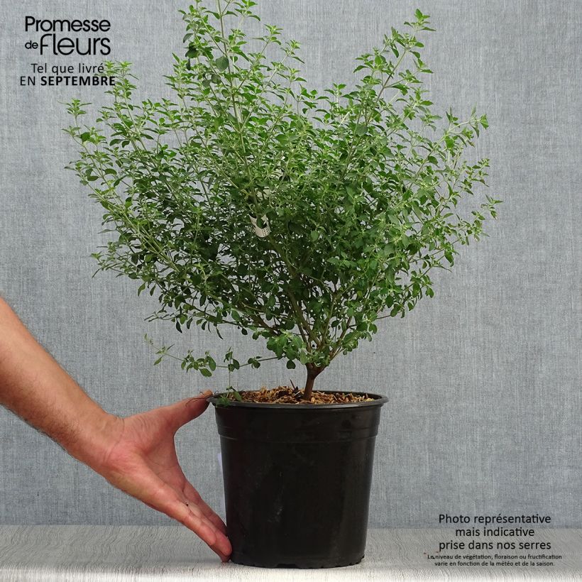 Prostanthera rotundifolia - Menthe Australienne Pot de 4L/5L sample as delivered in autumn