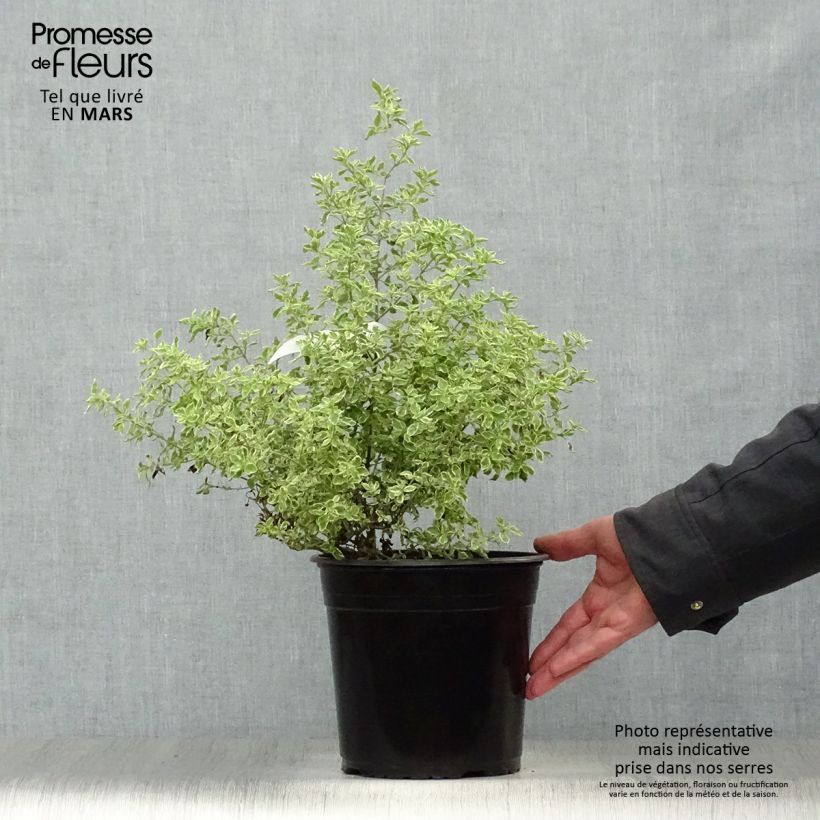 Prostanthera rotundifolia Variegata sample as delivered in spring
