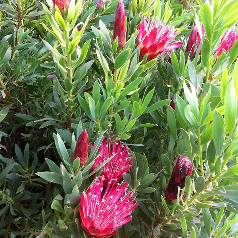 Protea Clarks Red (Flowering)