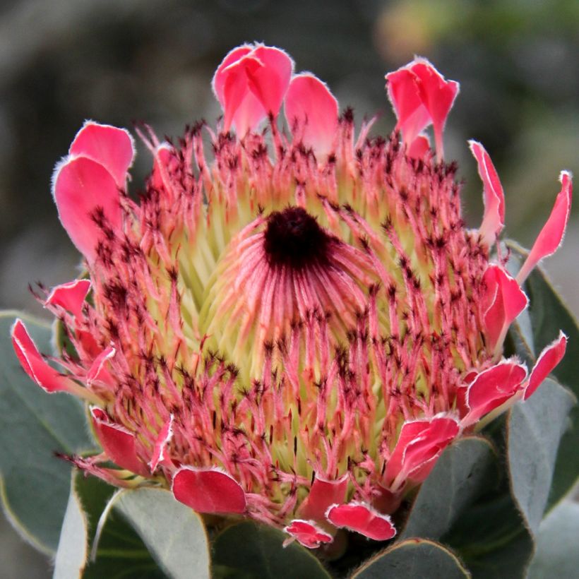 Protea eximia (Flowering)
