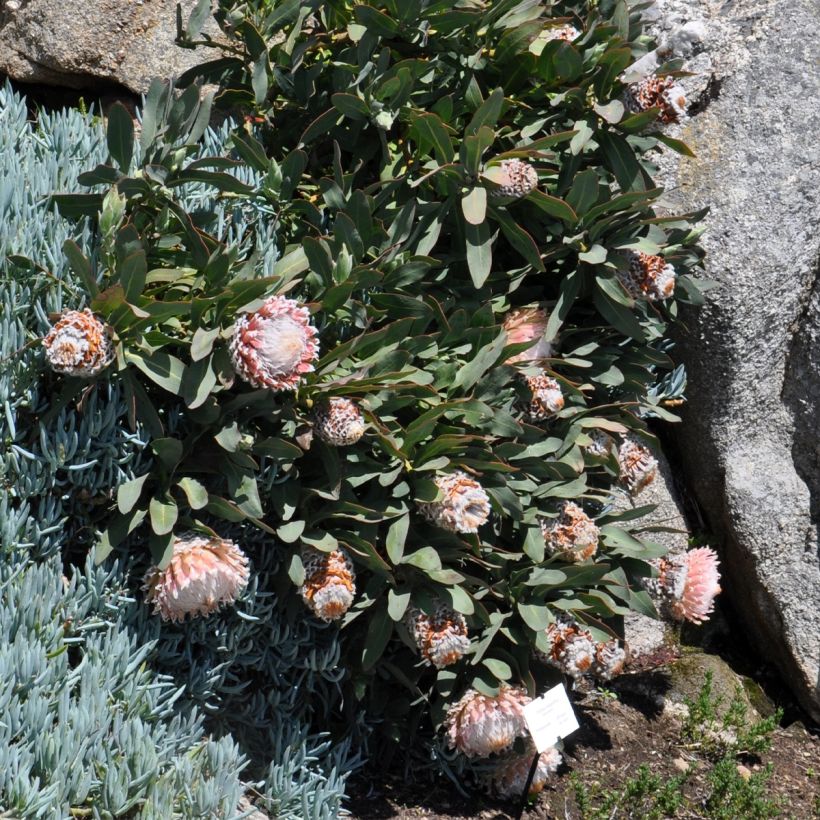 Protea magnifica (Plant habit)