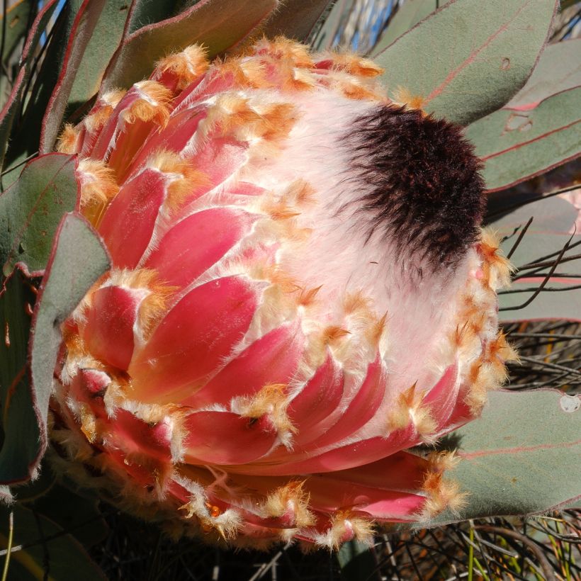 Protea magnifica (Flowering)