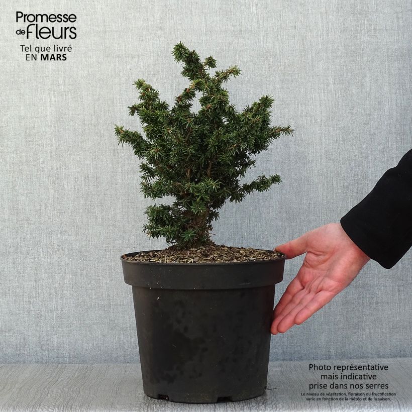 Pruche du Canada - Tsuga canadensis Jervis  Pot de 7.5L sample as delivered in winter