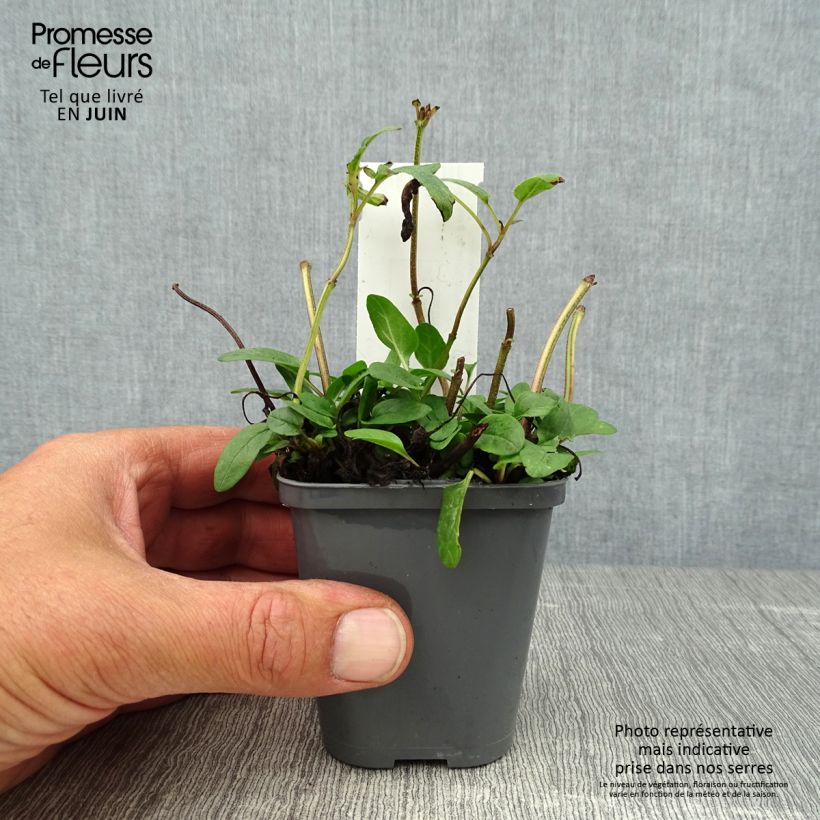 Prunella grandiflora Bella Deep Rose - Self-heal 7/8 cm pot sample as delivered in summer