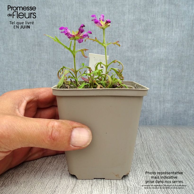 Prunella grandiflora Pink Loveliness - Self-heal 8/9 cm pot sample as delivered in summer