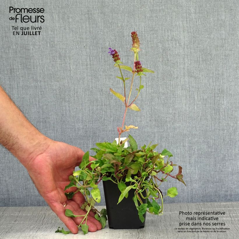 Prunella vulgaris - Self-heal 8/9 cm pot sample as delivered in summer