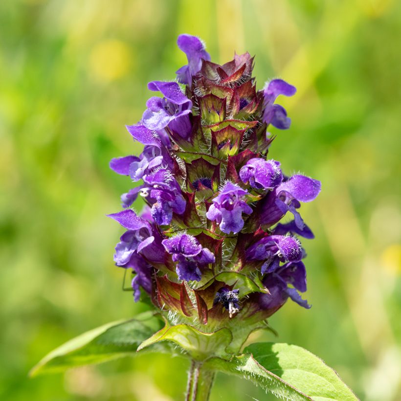 Prunella vulgaris - Self-heal (Flowering)