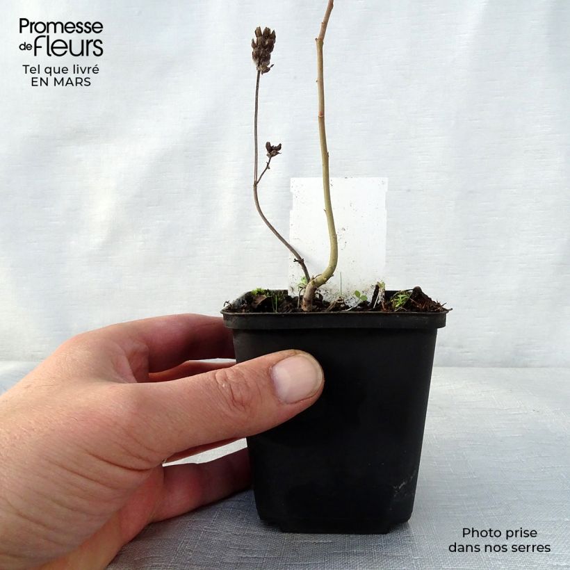 Prunella webbiana Rosea - Self-heal sample as delivered in spring