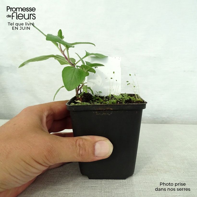 Prunella webbiana Rosea - Self-heal 8/9 cm pot sample as delivered in summer