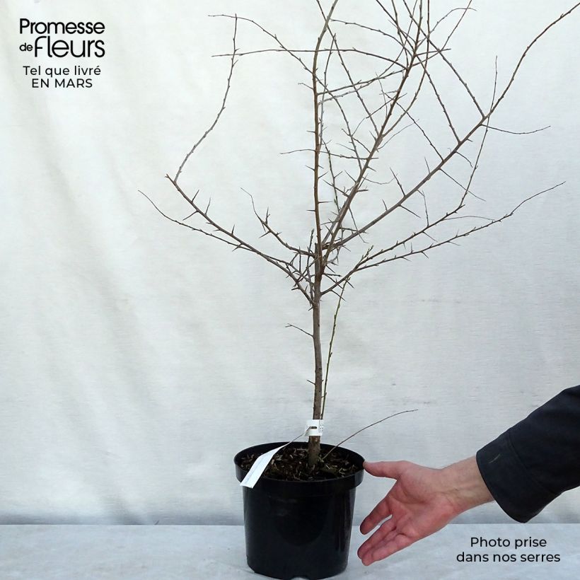 Prunellier - Prunus spinosa en pot de 4L sample as delivered in winter