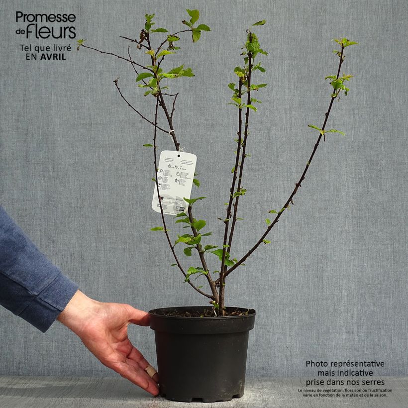Prunus spinosa - Blackthorn sample as delivered in spring
