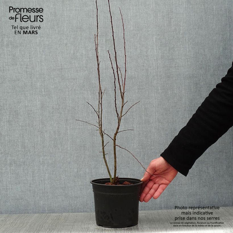 Prunellier - Prunus spinosa en pot de 2L. sample as delivered in winter