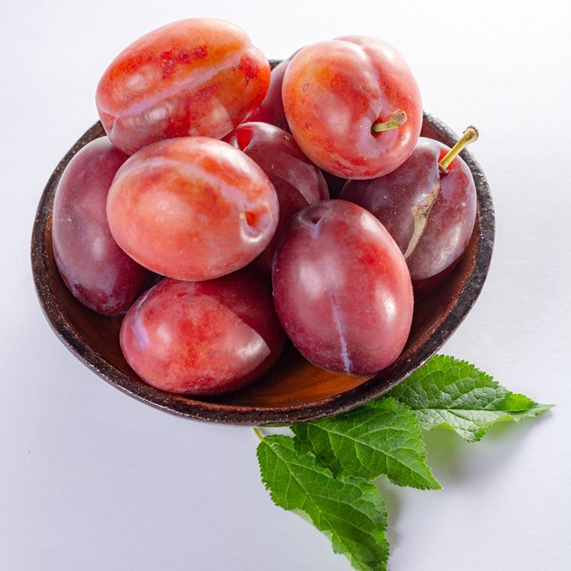 Prunus domestica Anna Spath - Common plum (Harvest)