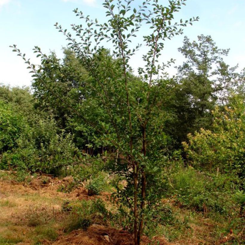 Prunus Mirabelle de Nancy Plum Tree (Plant habit)