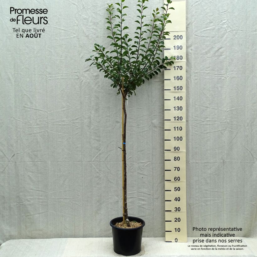 Example of Prunus Mirabelle de Nancy Plum Tree as you get in ete