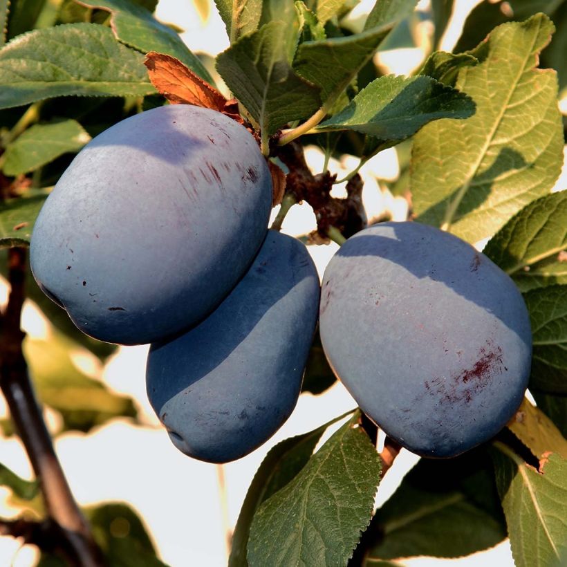Prunus domestica Mr Hâtif - Organic Common plum (Harvest)