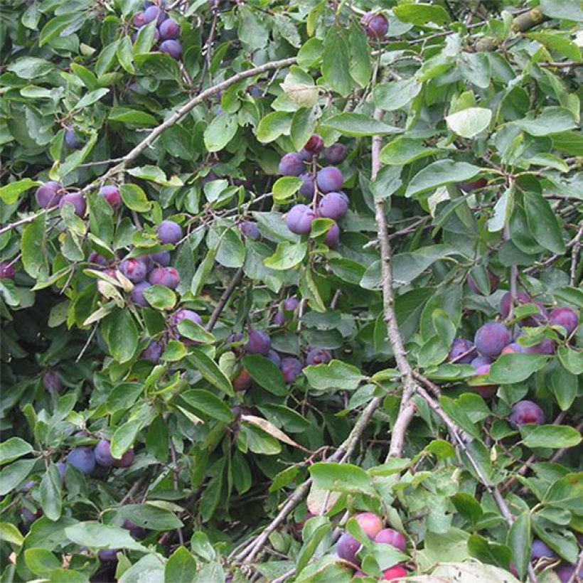 Prunus domestica Opal - U Shape Common plum (Harvest)