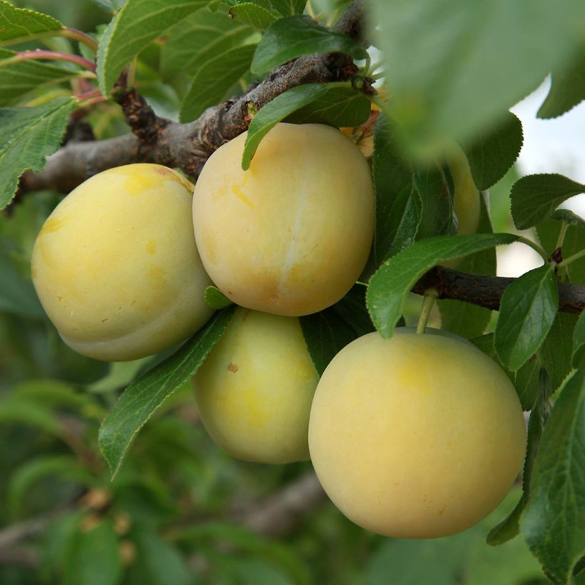 Prunus domestica Prune d'Ente Blanche - Common plum (Harvest)