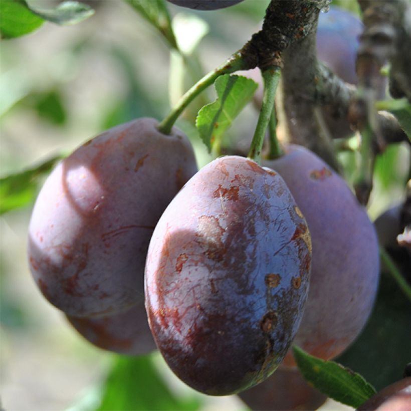 Prunus domestica Prune d'Ente - Common plum (Harvest)