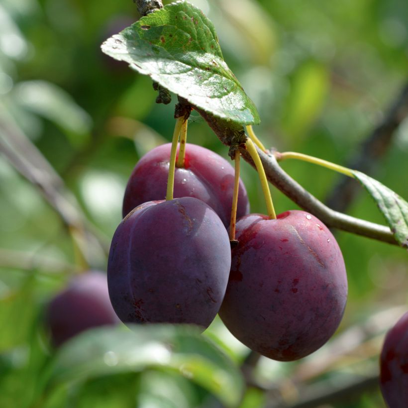 Prunus domestica Mr. Hâtif - Common plum (Harvest)