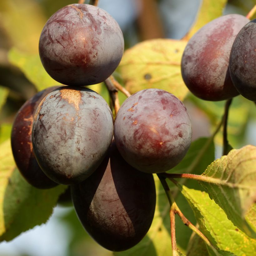 Prunus domestica Wignon - Common plum (Harvest)