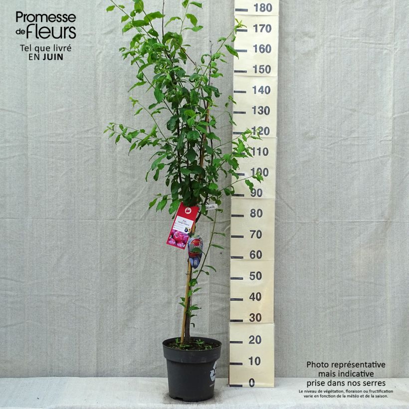 Prunus domestica Victoria - Common plum sample as delivered in spring