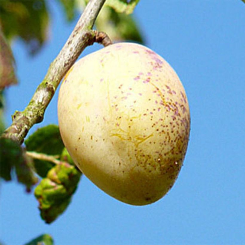 Prunus domestica Quetsche Blanche de Létricourt - Common plum (Harvest)