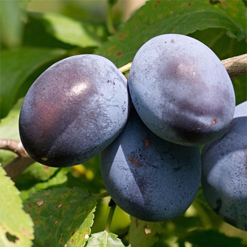 Prunus domestica Stanley - Common plum (Harvest)