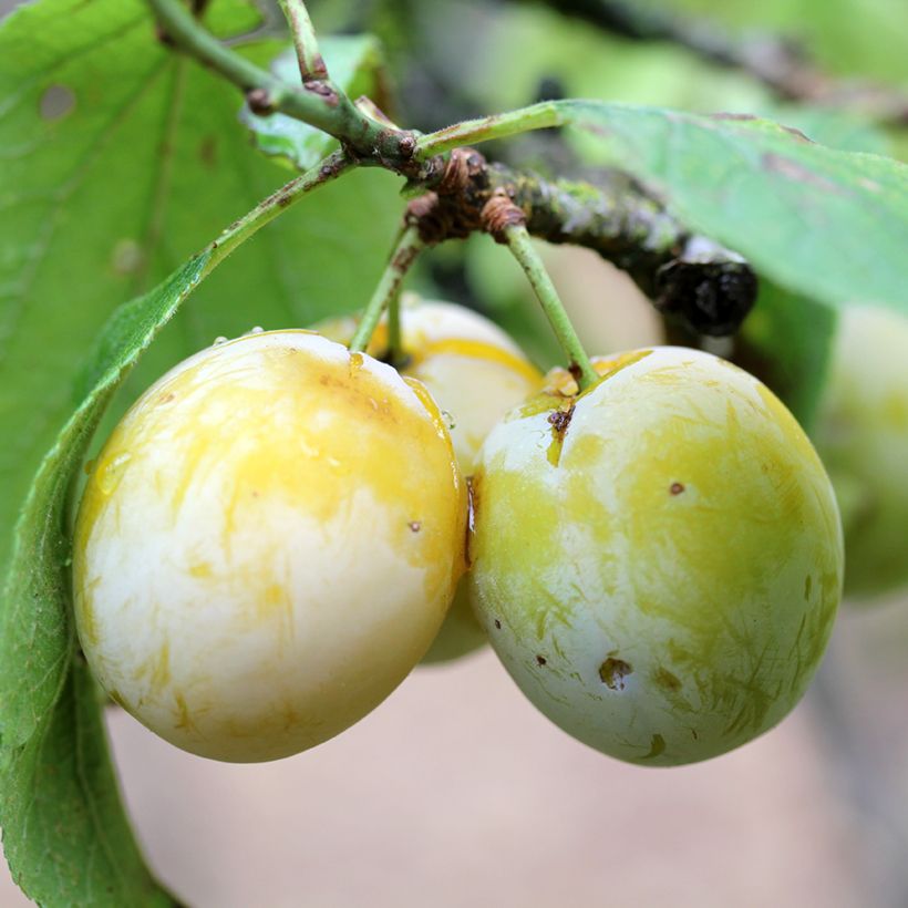 Prunus domestica Quetsche Blanche de Létricourt - Organic Common plum (Harvest)