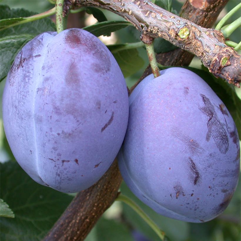 Prunus domestica Quetsche d'Alsace - Organic Common plum (Harvest)