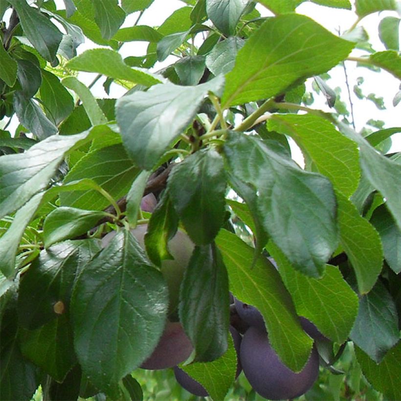 Prunus domestica Reine Claude violette - Common plum (Foliage)
