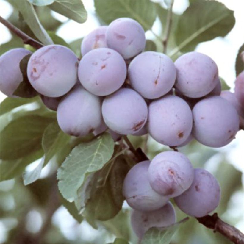 Prunus domestica Reine Claude d'Althan - Common plum (Harvest)