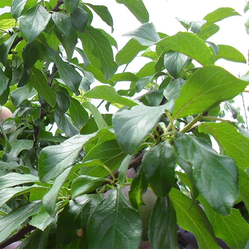Prunus domestica Reine Claude d'Althan - Common plum (Foliage)