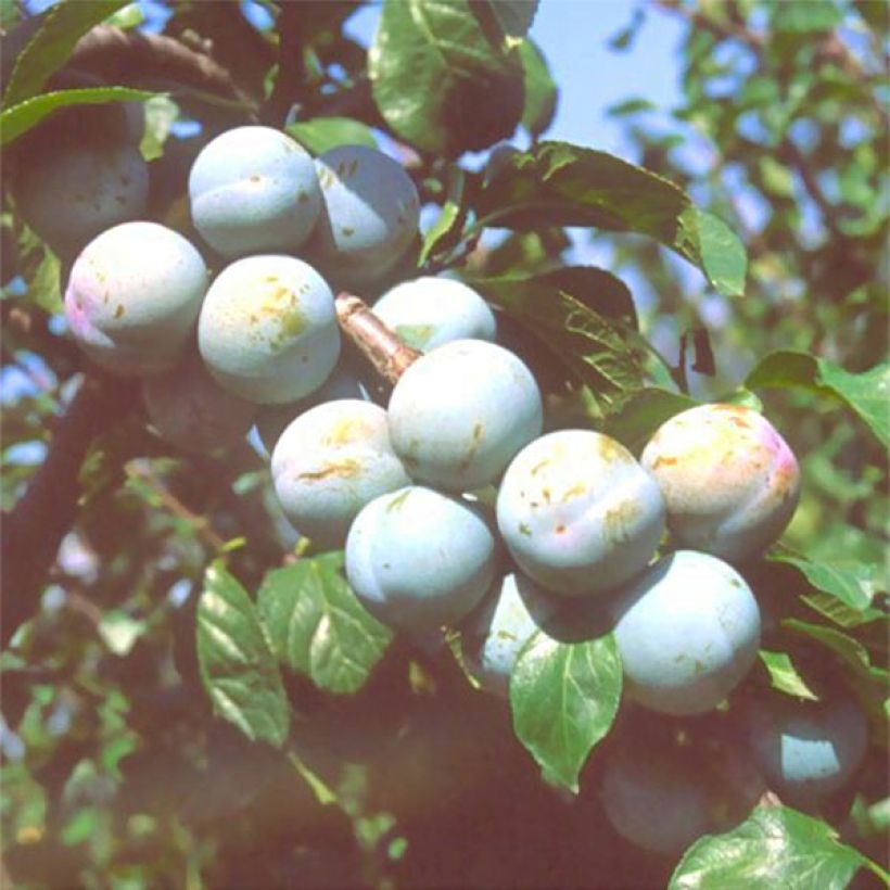 Prunus domestica Reine Claude de Bavay - Common plum (Harvest)