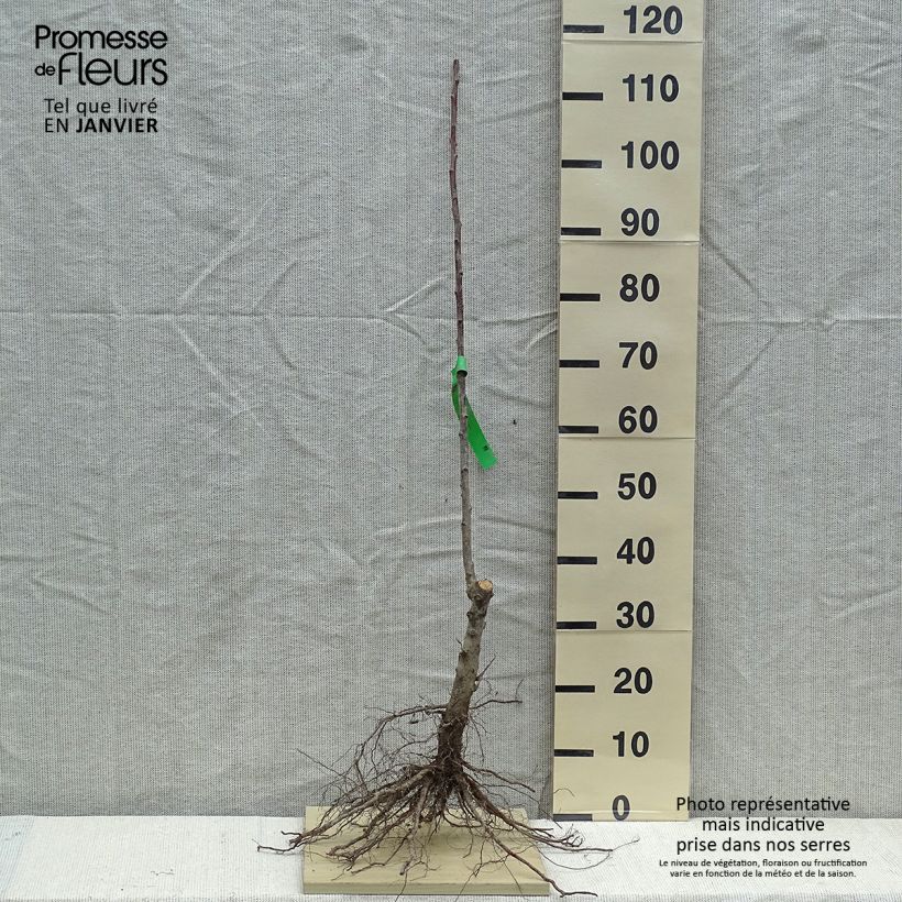 Prunus domestica Thames Cross - Common plum Bare root, ScionShipped height around 90/120cm sample as delivered in winter