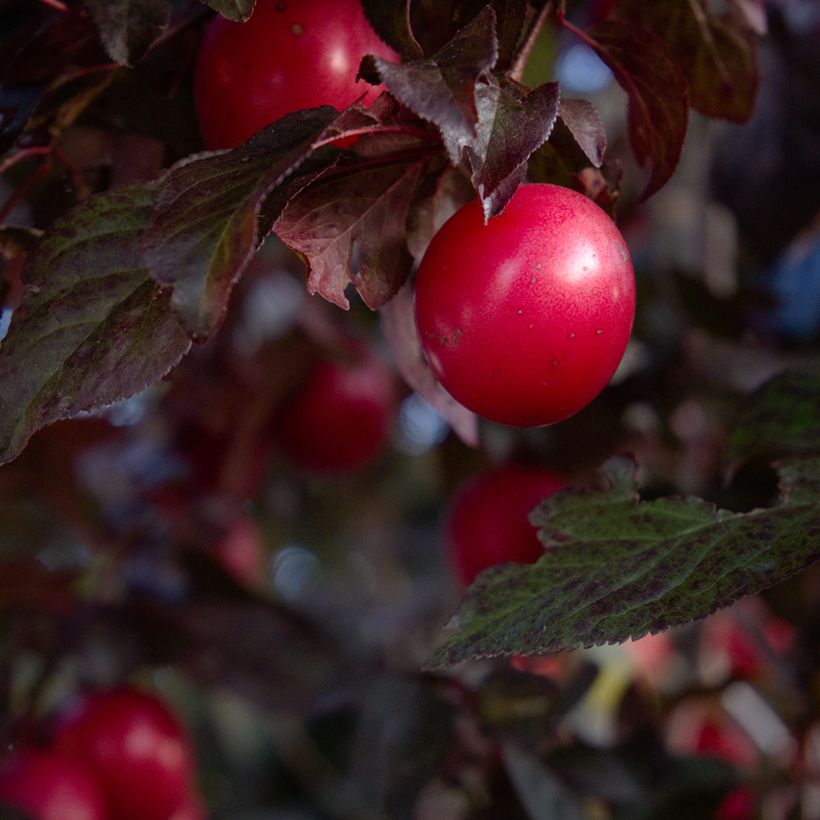 Prunus cerasifera Nigra (Atropurpurea)  (Harvest)