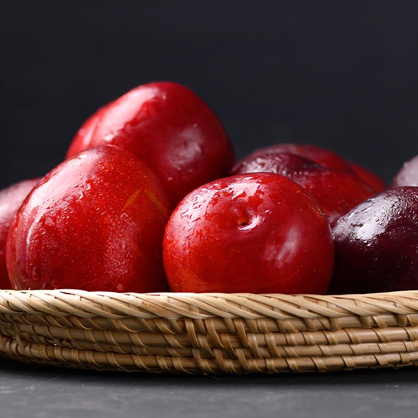 Japanese Plum Allo Organic - Prunus salicina (Harvest)