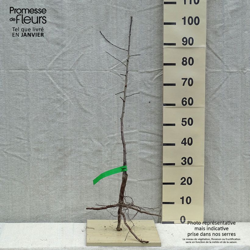 Methley or Metley Organic Japanese Plum - Prunus salicina Bare root, ScionShipped height around 90/120cm sample as delivered in winter