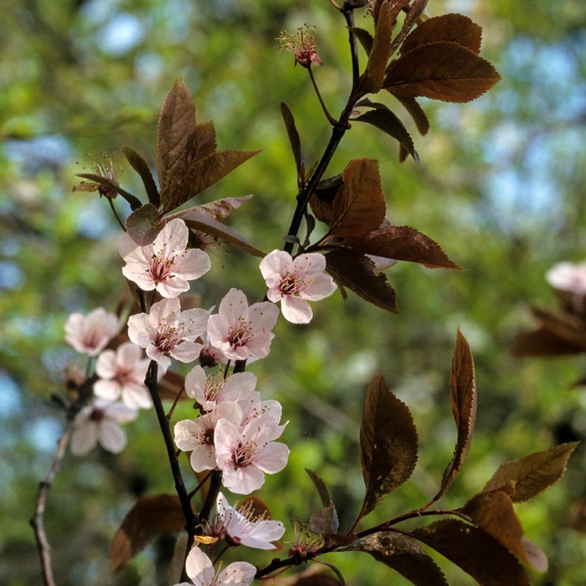 Prunus cerasifera (Flowering)