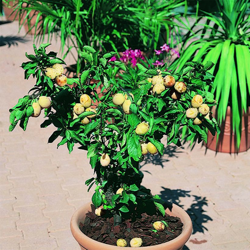 Prunus domestica  Goldust - Common plum (Plant habit)