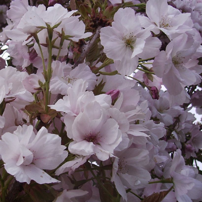 Prunus serrulata Amanogawa - Japanese Cherry (Flowering)