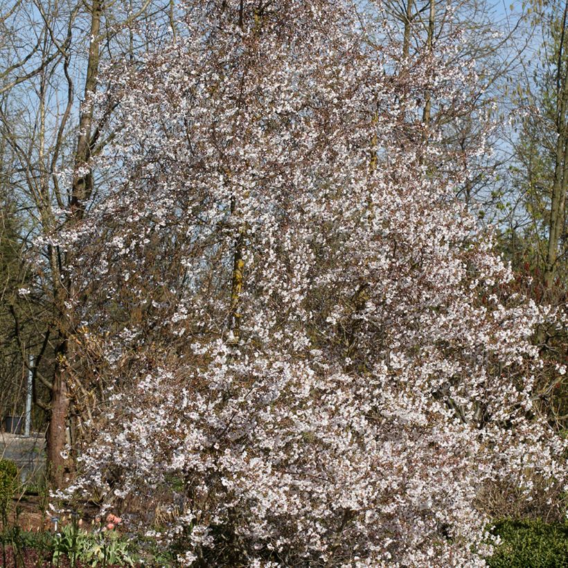 Prunus x subhirtella Hally Jolivette - Autumn Cherry (Plant habit)