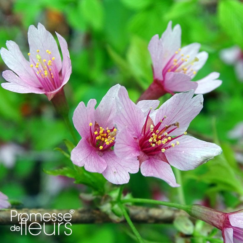 Prunus Okame - Cherry (Flowering)