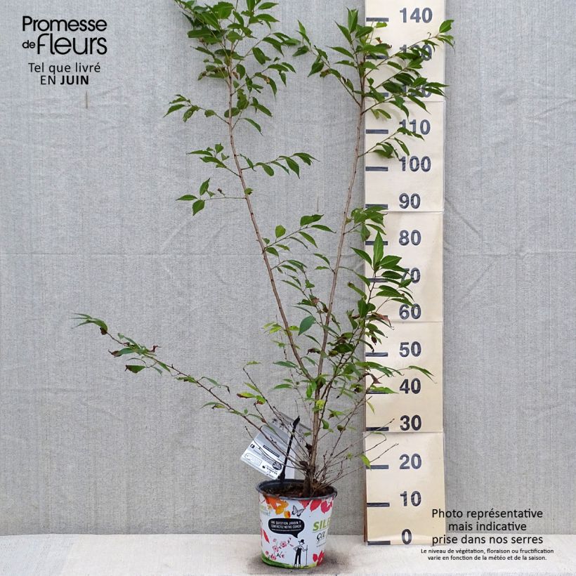 Prunus Okame - Cherry 4L/5L potShipped height around 60/70cm sample as delivered in summer