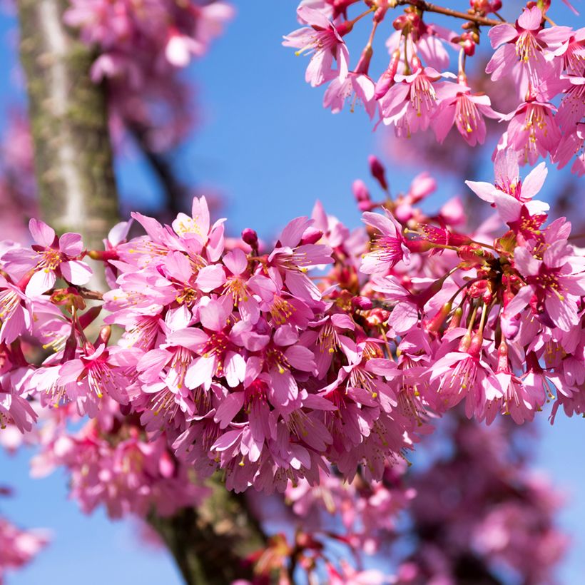 Prunus Okame - Cherry (Flowering)