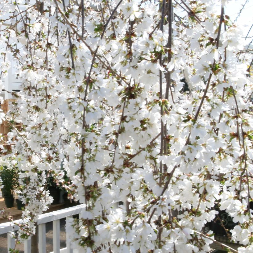 Prunus Snow Fountains - Cherry (Flowering)