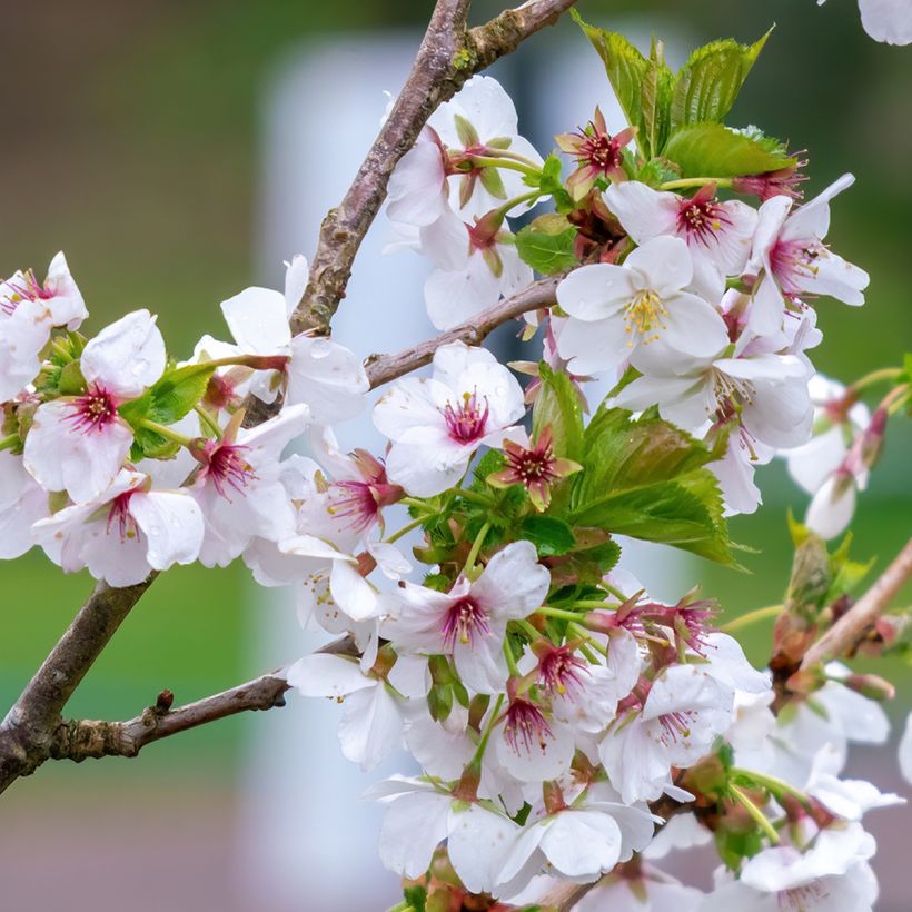 Prunus Umineko - Cherry (Flowering)
