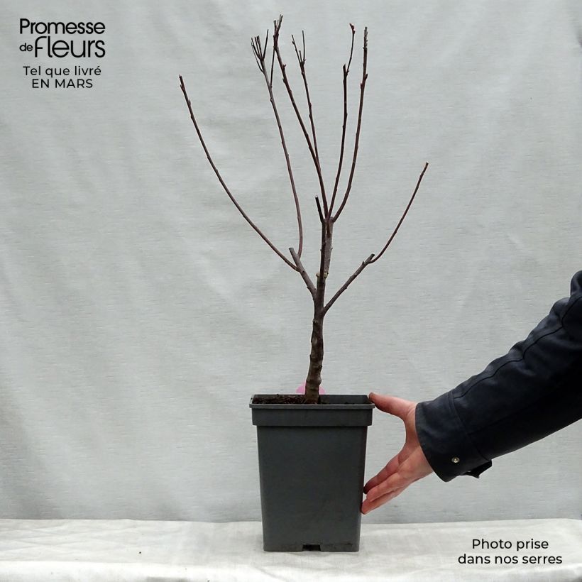 Prunus x cistena - Purple-leaved Sand Cherry sample as delivered in spring