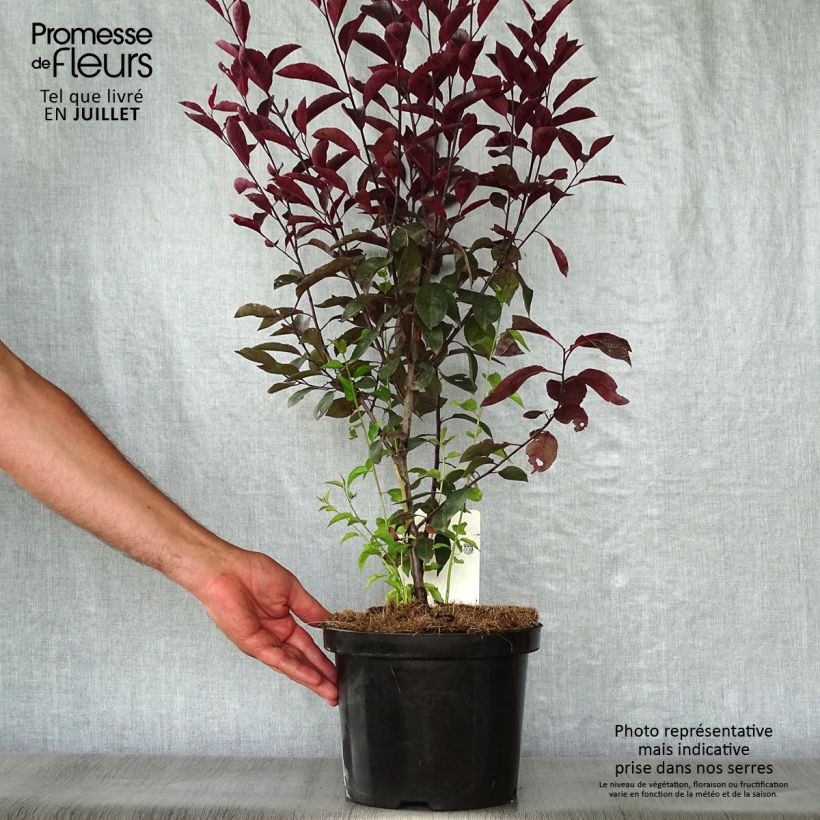 Prunus x cistena - Purple-leaved Sand Cherry 4L/5L pot sample as delivered in summer