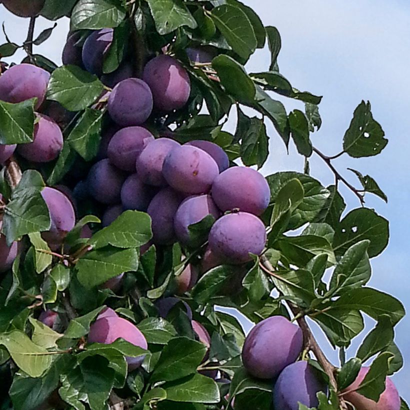 Prunus domestica Quetsche toronto - Common plum (Harvest)